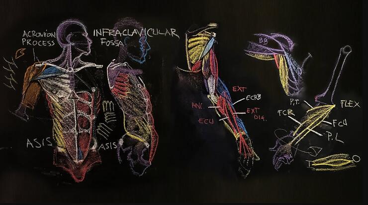 The Gnomon Workshop - Anatomy for Artists with Rey Bustos