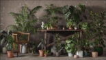 3D Collective - Interior Plants Pack 01