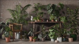 3D Collective - Interior Plants Pack 01