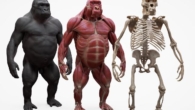 3D Scan Store – Gorilla Écorché