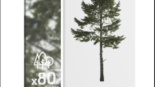 ForestDigital vol. 4 - conifer cutout trees